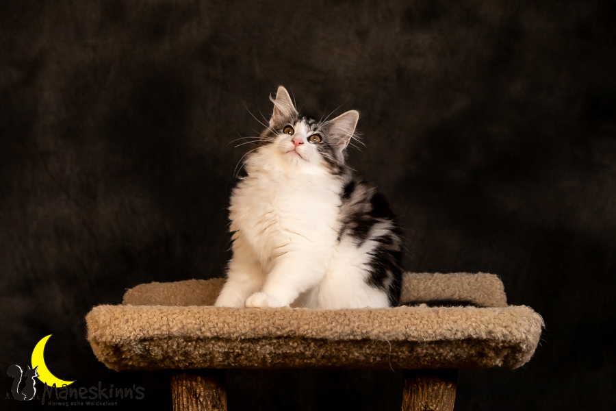 Thora (97 Tage alt)