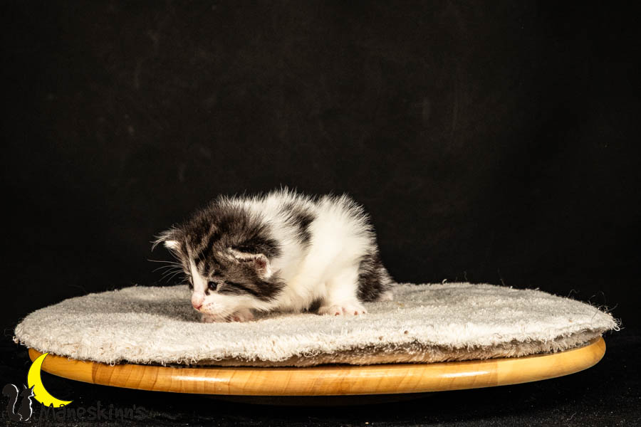 Urda (27 Tage alt)