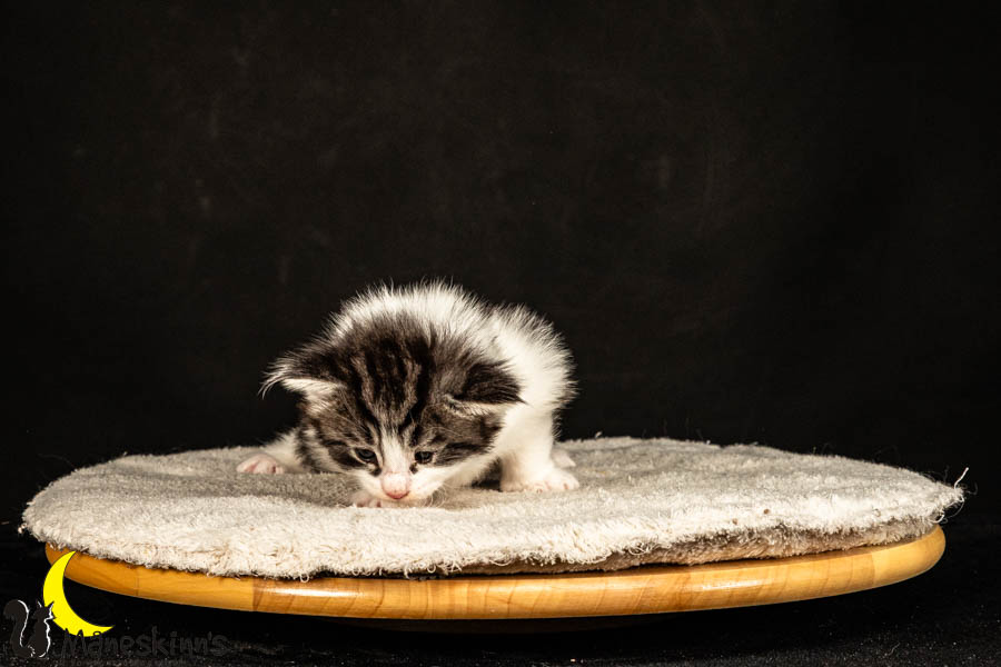 Urda (27 Tage alt)