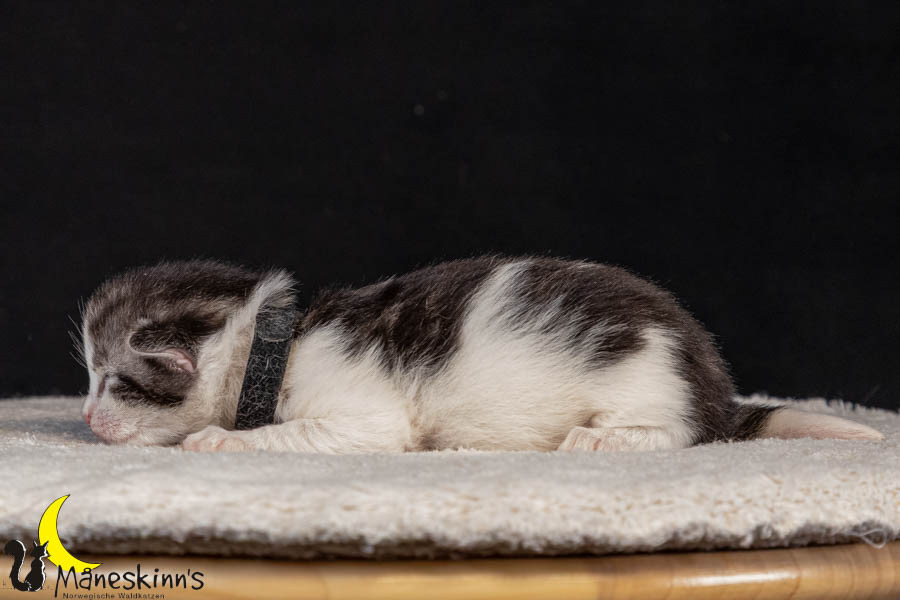 Vidar (8 Tage alt)