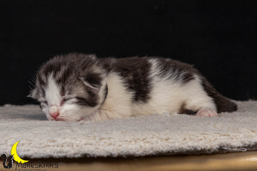 Vidar (8 Tage alt)