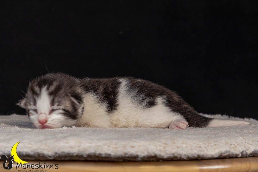 Vidar (8 Tage alt)