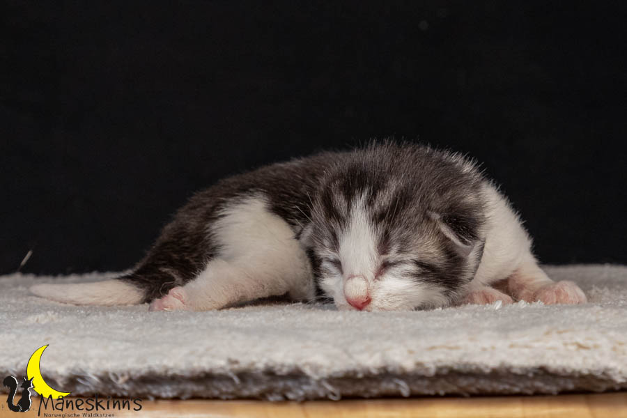 Vidar (8 Tage alt)