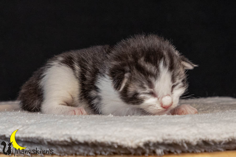 Vidar (8 Tage alt)