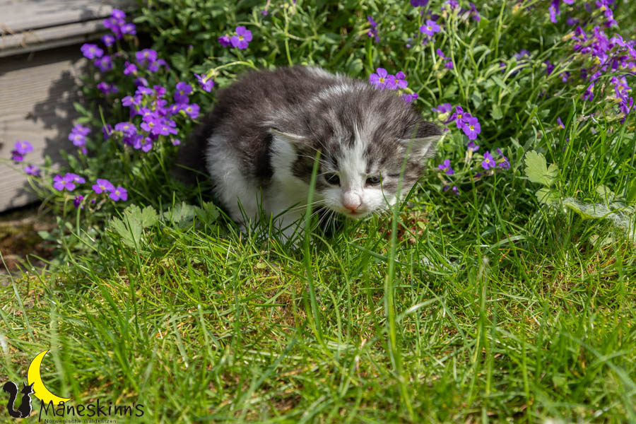 Waldur (29 Tage alt)