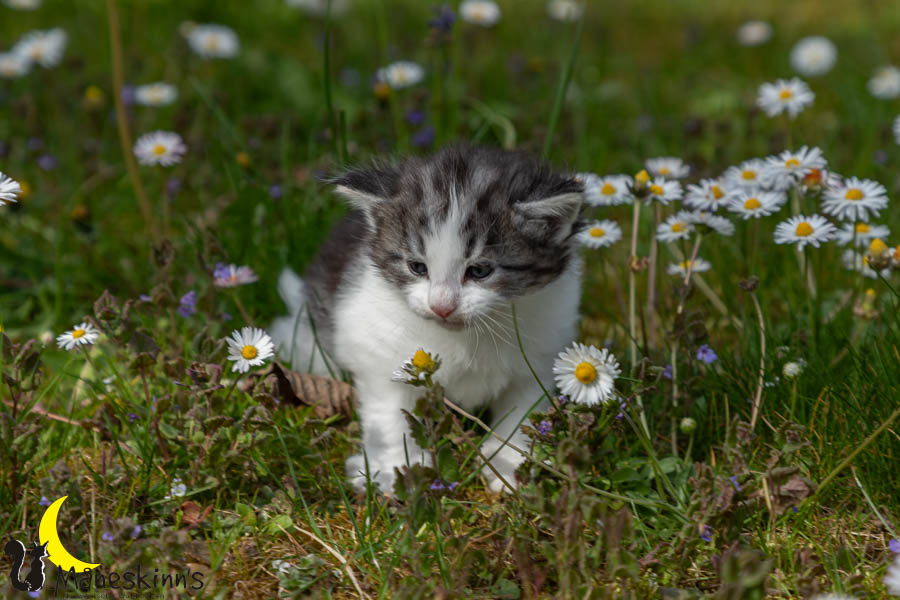 Waldur (29 Tage alt)