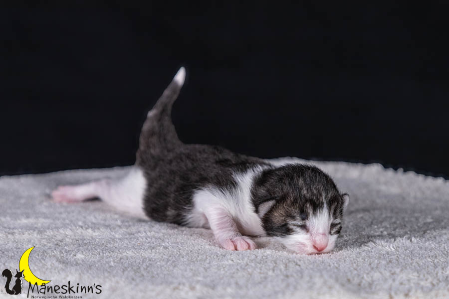 Wilma (7 Tage alt)