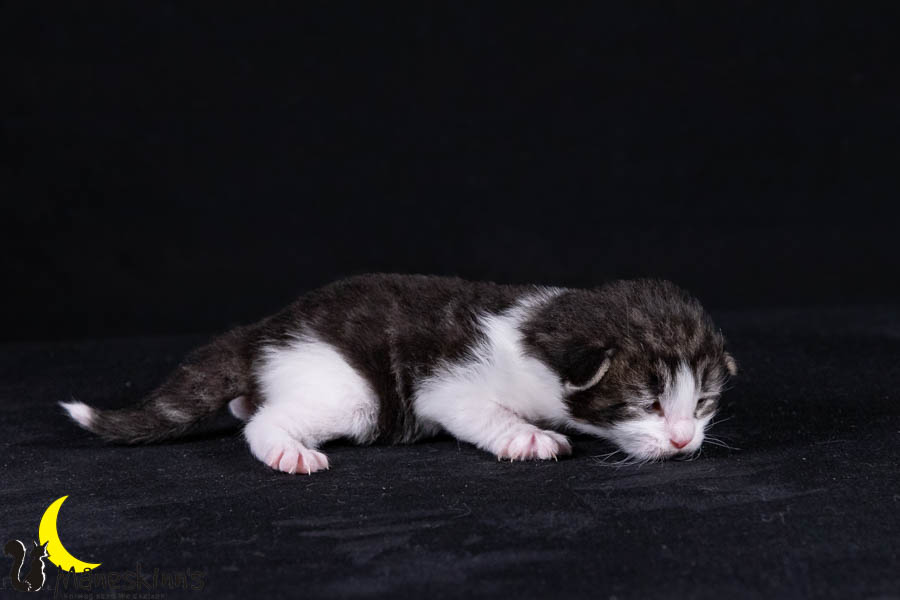 Wilma (14 Tage alt)