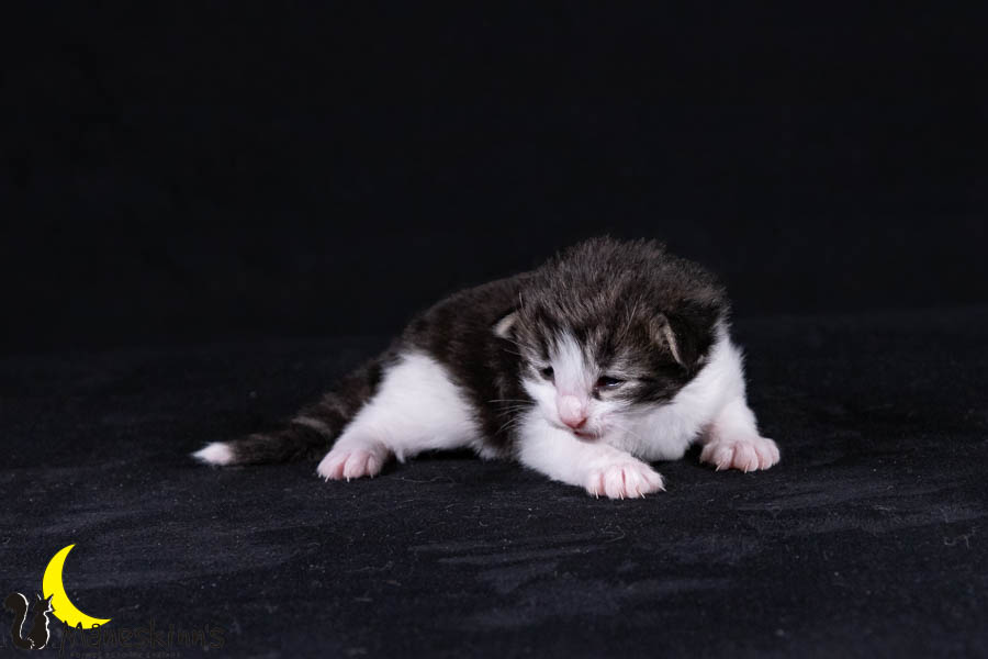 Wilma (14 Tage alt)