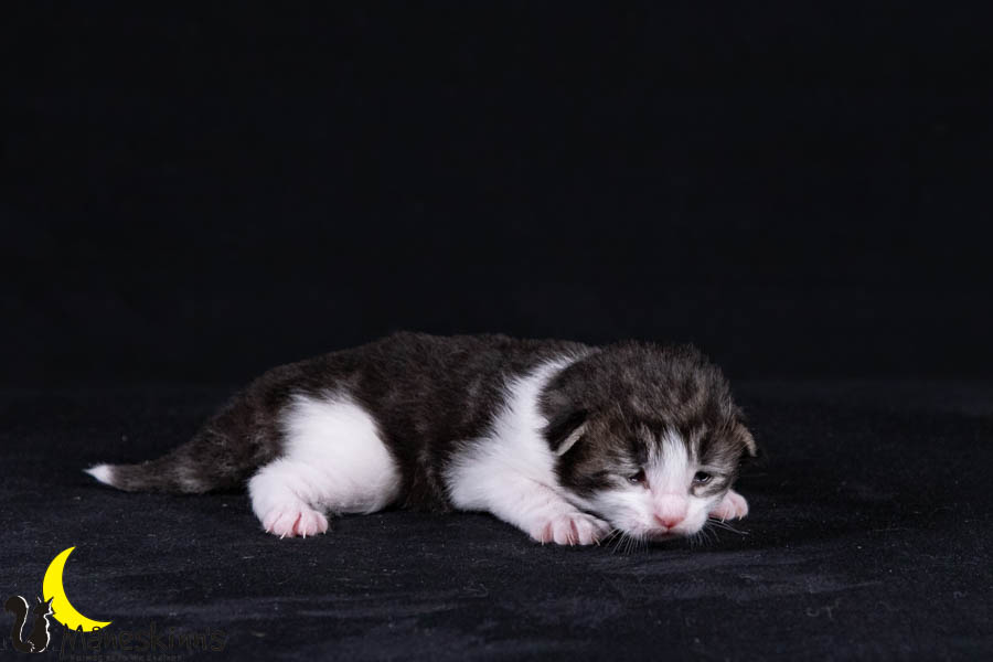Wilma (14 Tage alt)