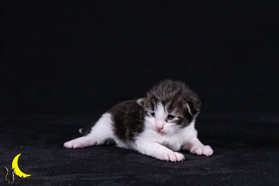 Wilma (14 Tage alt)