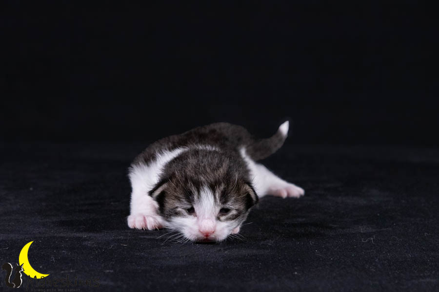 Wilma (14 Tage alt)