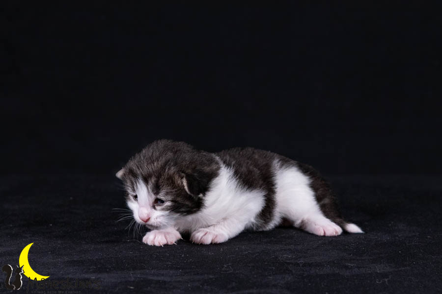 Wilma (14 Tage alt)