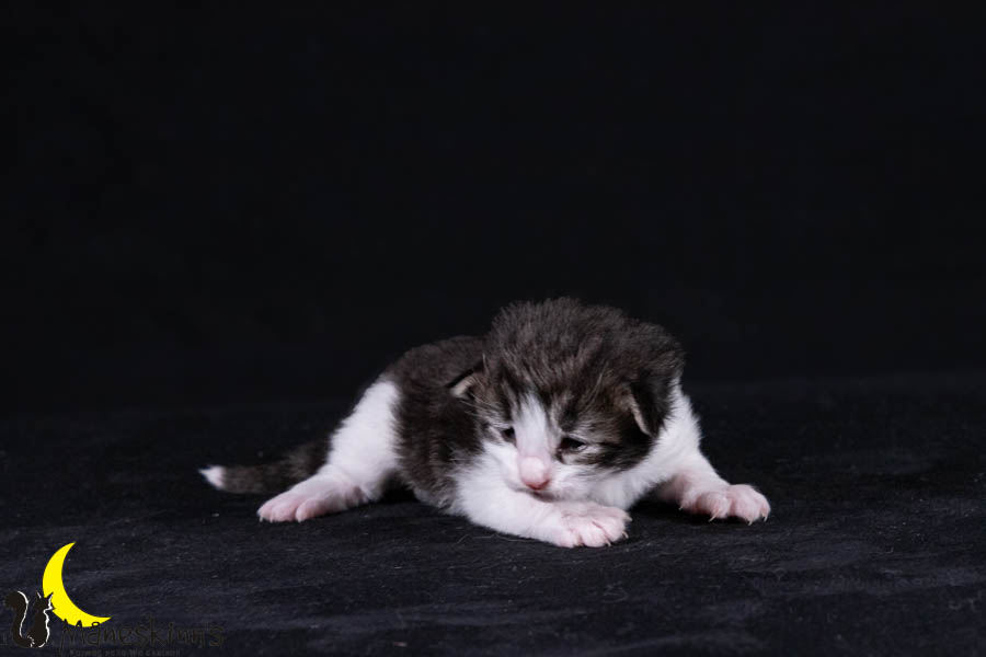 Wilma (14 Tage alt)