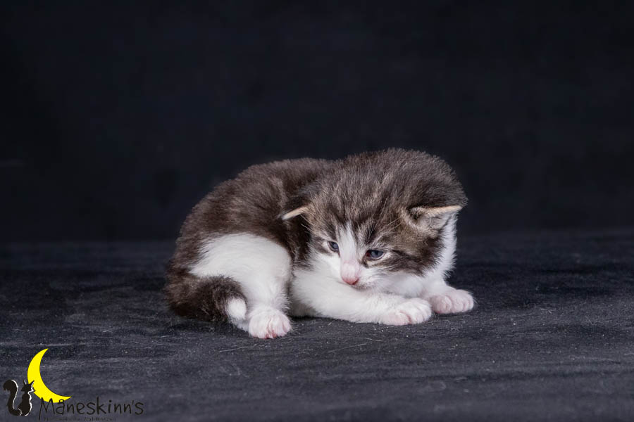 Wilma (21 Tage alt)
