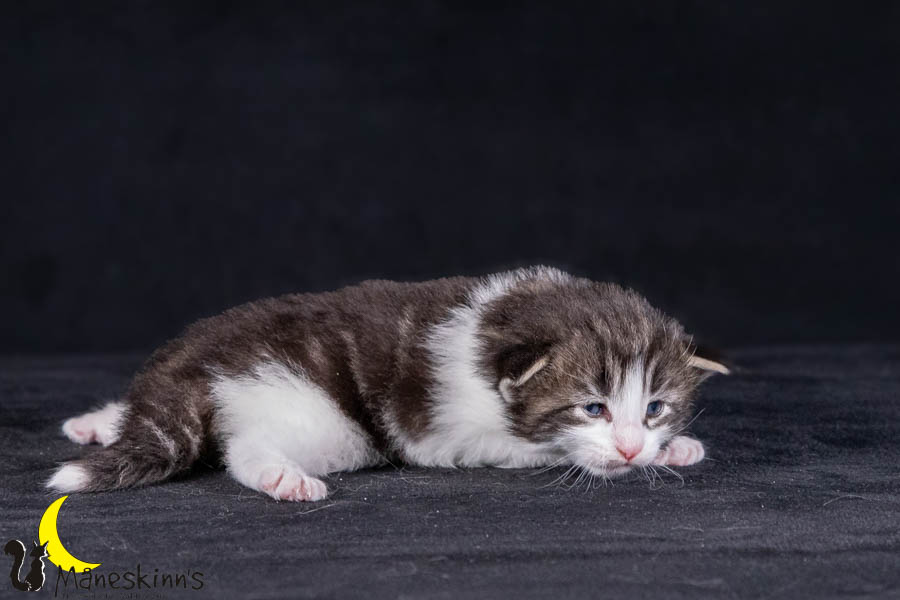 Wilma (21 Tage alt)