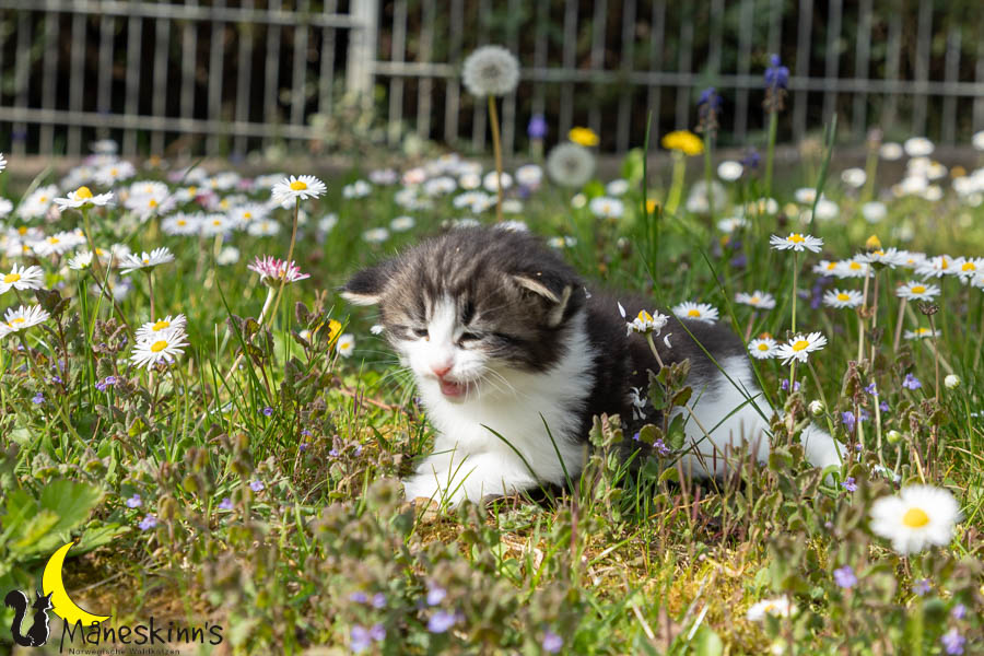 Wilma (29 Tage alt)