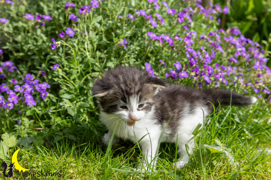 Wilma (29 Tage alt)