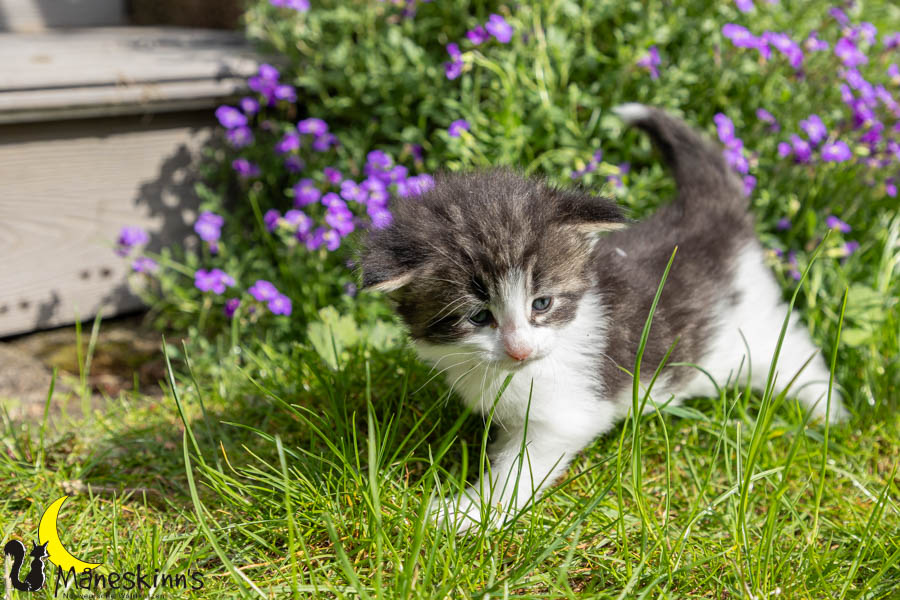 Wilma (29 Tage alt)