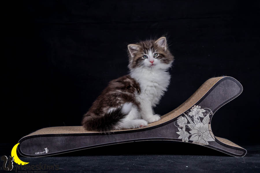 Wilma (56 Tage alt)