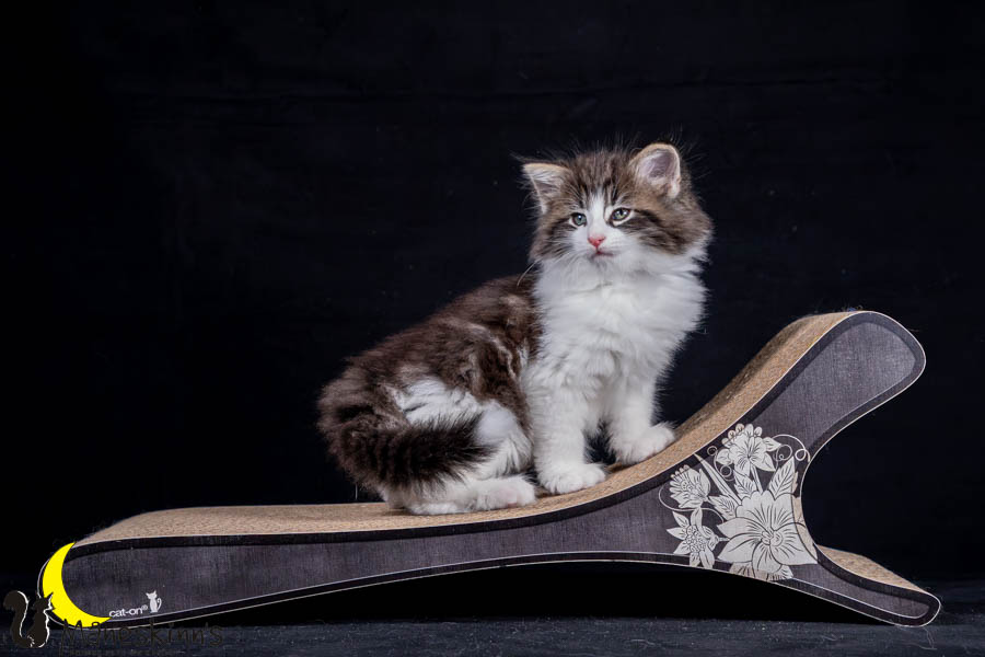 Wilma (56 Tage alt)