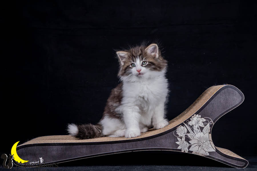 Wilma (56 Tage alt)
