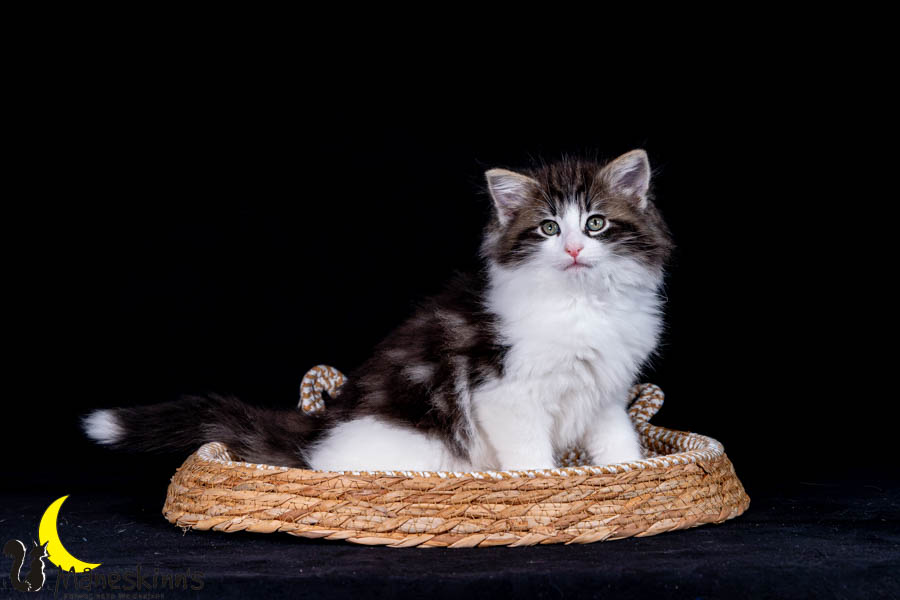Wilma (63 Tage alt)