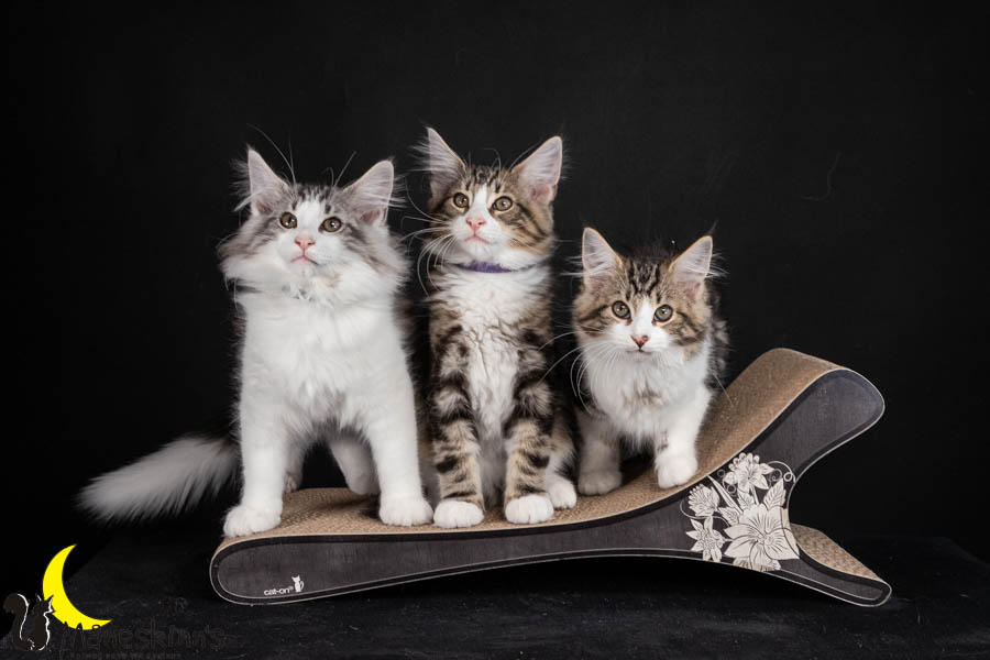 Vidar&Vajo&Vanda