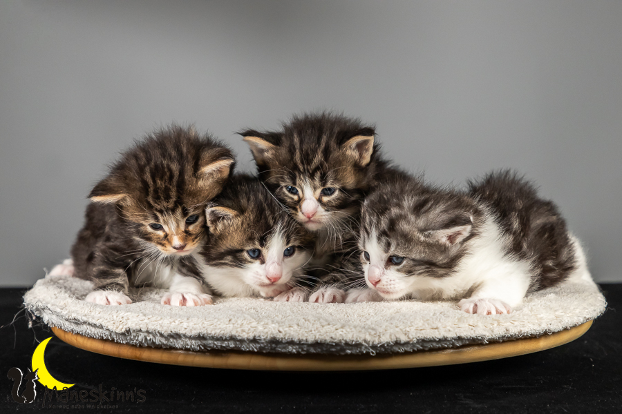 Satu, Staffan, Samu & Sigur