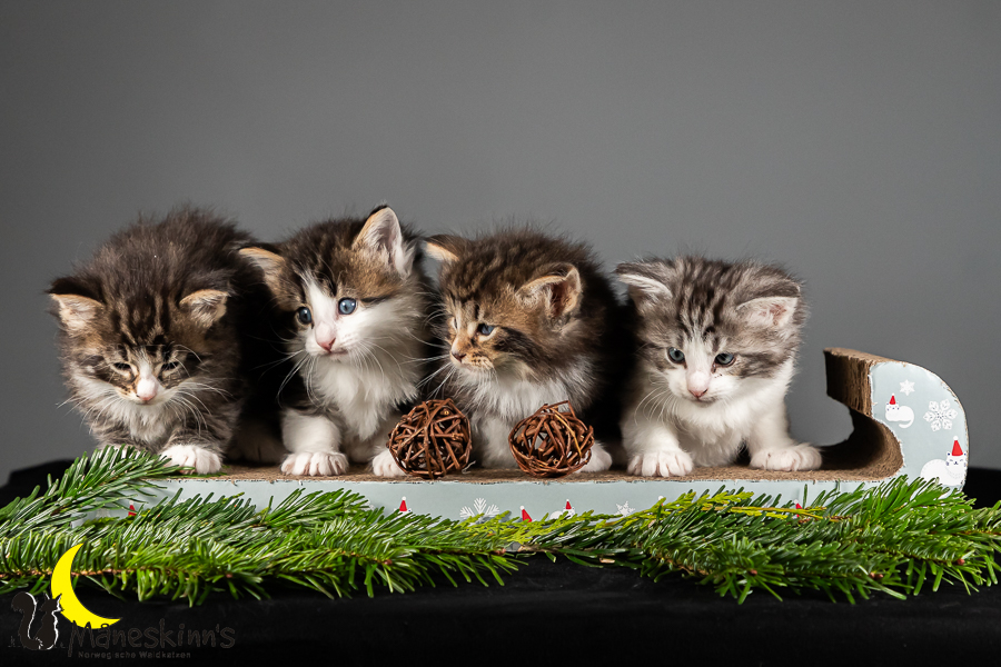 Satu, Staffan, Samu & Sigur