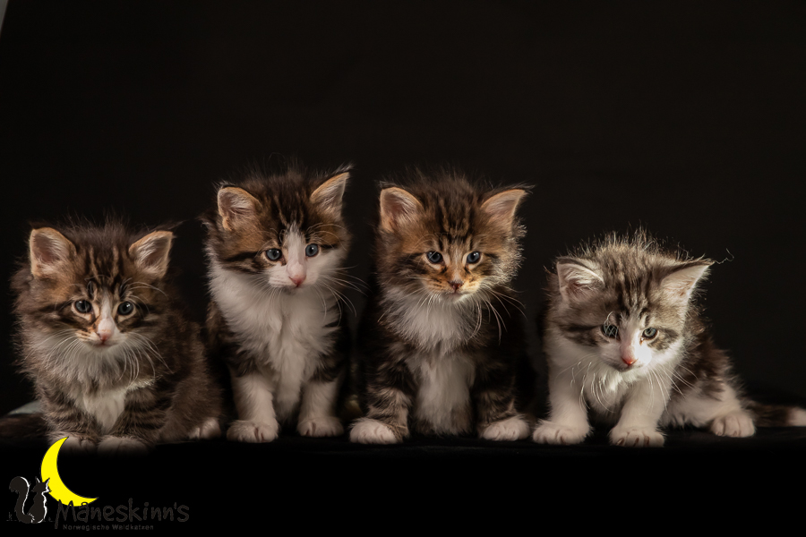 Satu, Staffan, Samu & Sigur