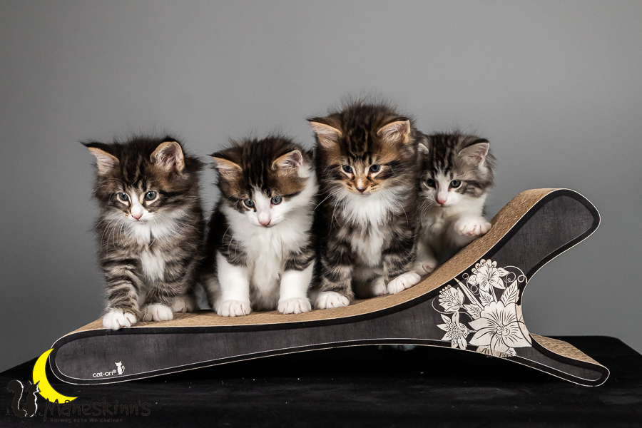 Satu, Staffan, Samu & Sigur