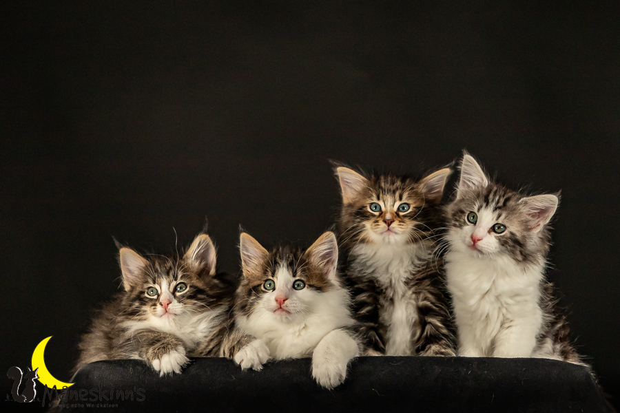 Satu, Staffan, Samu & Sigur