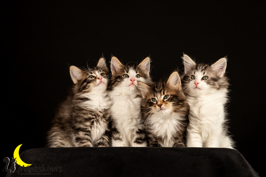 Satu, Staffan, Samu & Sigur