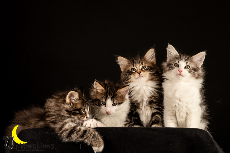 Satu, Staffan, Samu & Sigur