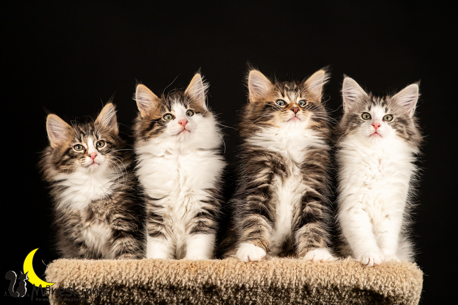 Satu, Staffan, Samu & Sigur