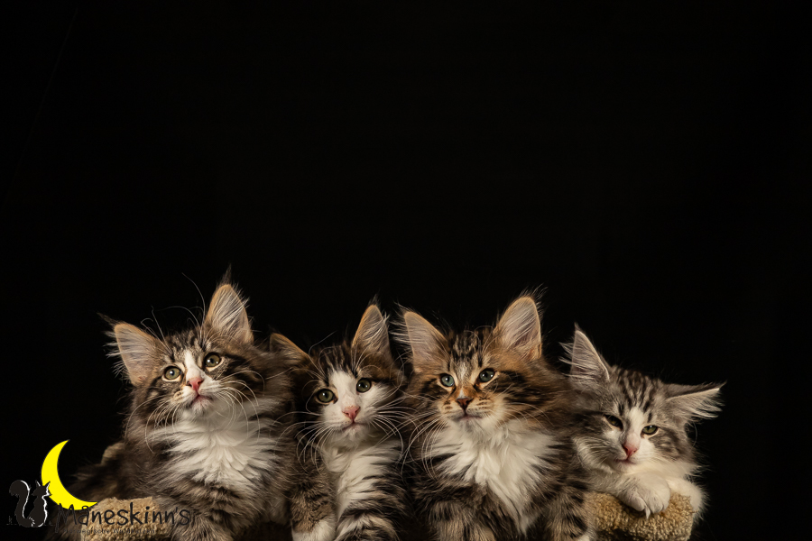 Satu, Staffan, Samu & Sigur