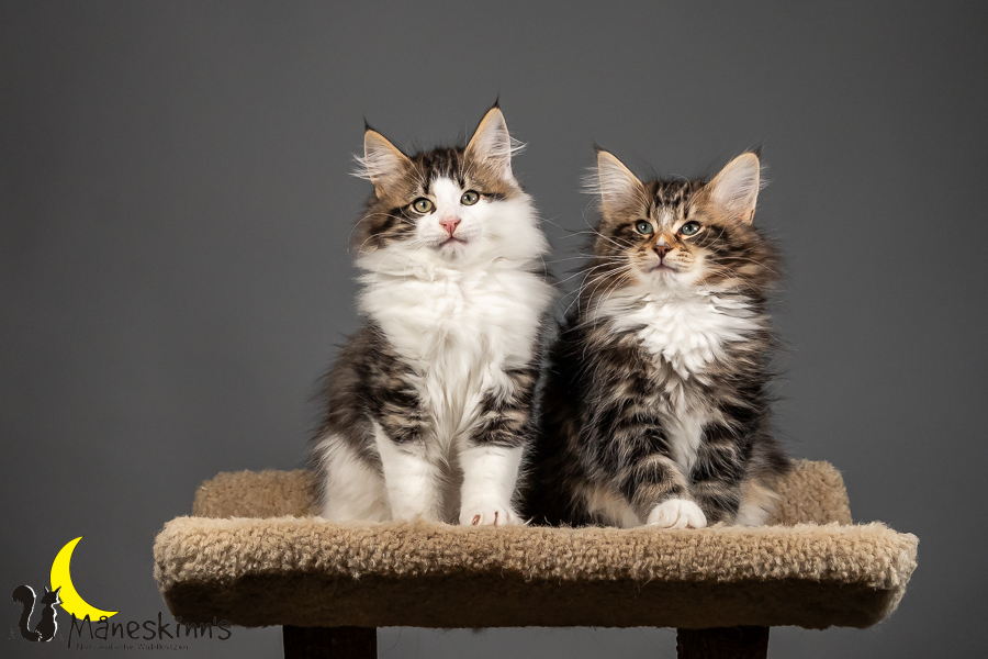 Satu, Staffan, Samu & Sigur