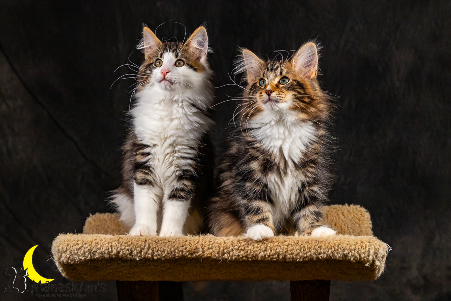 Satu, Staffan, Samu & Sigur