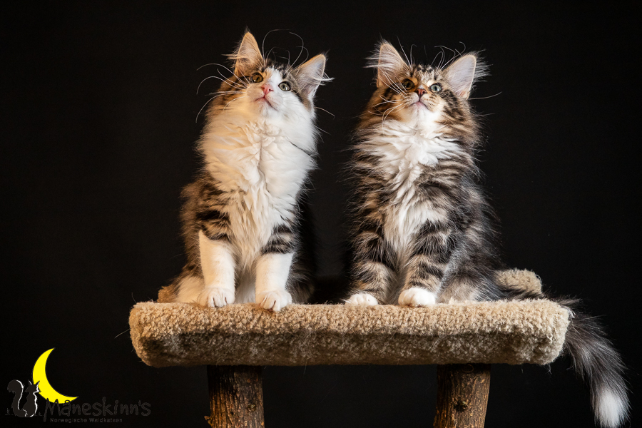 Satu, Staffan, Samu & Sigur