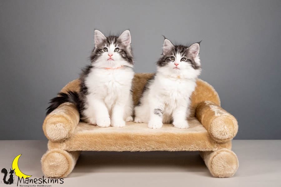 Ugor&Urda
