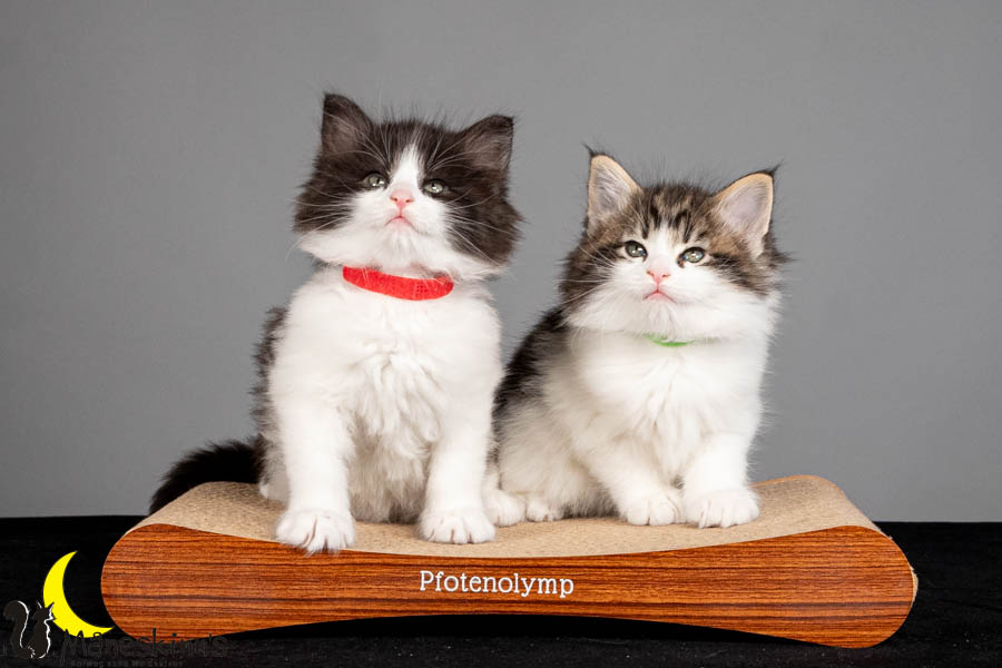 Ulfa & Uhla