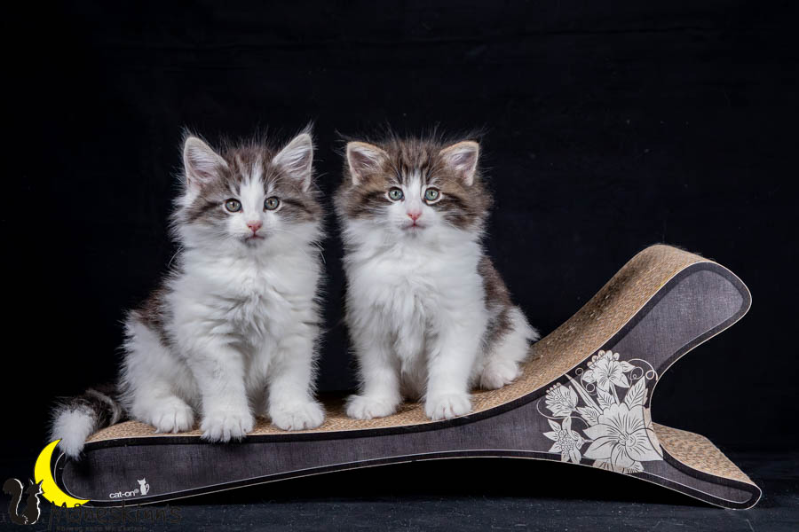 Waldur & Wilma
