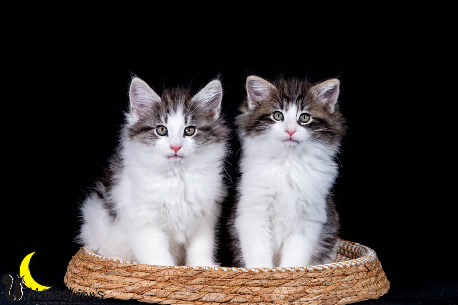 Waldur & Wilma