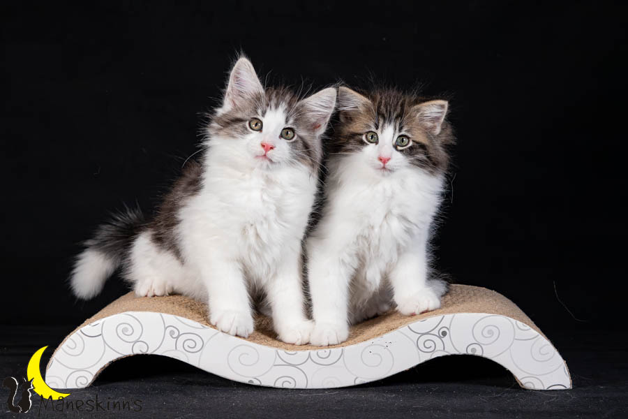 Waldur & Wilma