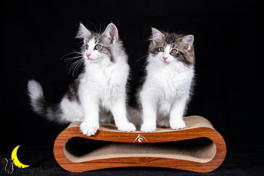 Waldur & Wilma