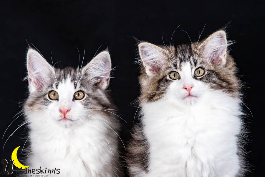 Waldur & Wilma