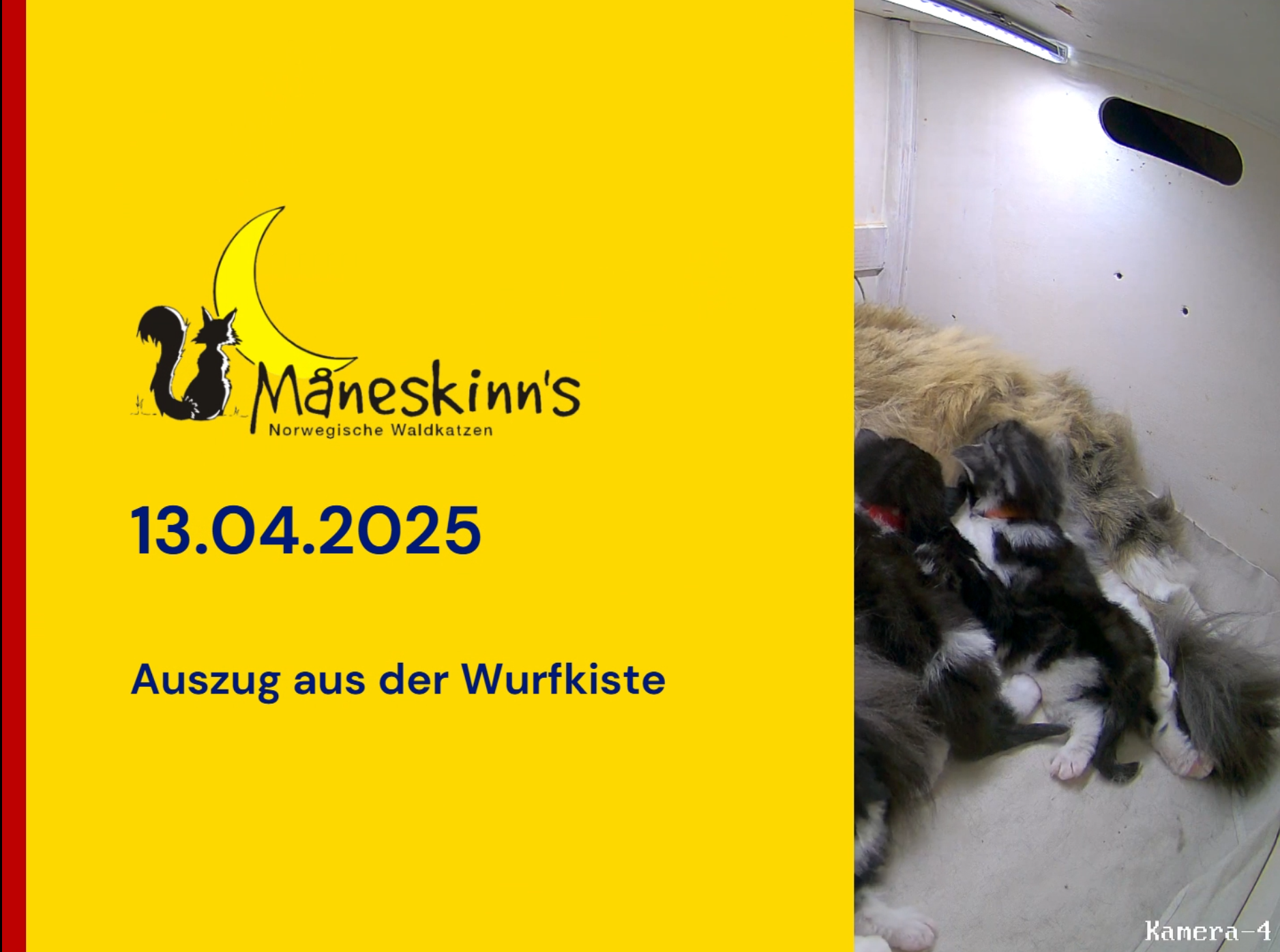 Der Umzug von Wurf V