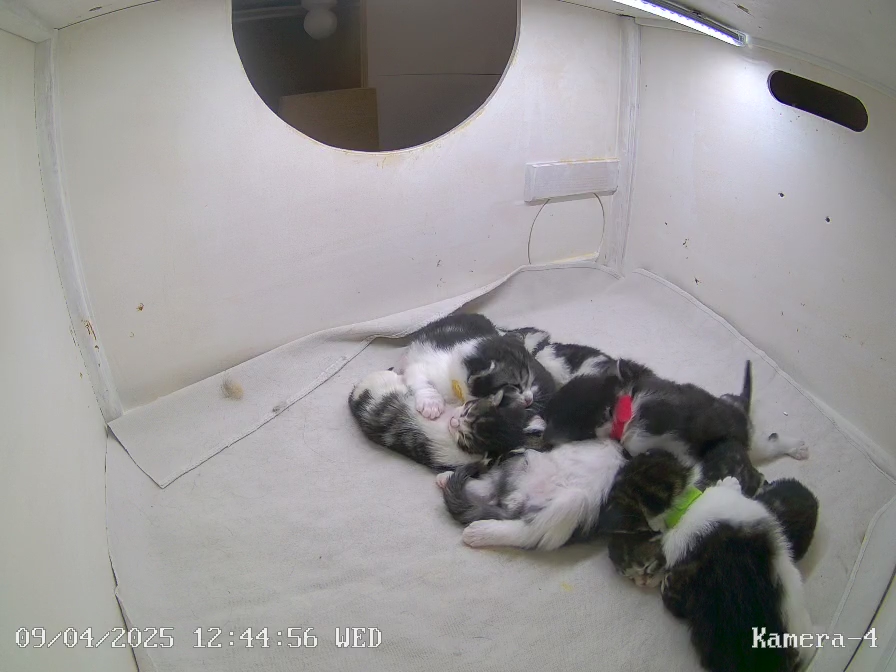 Webcam von Wurf U und V